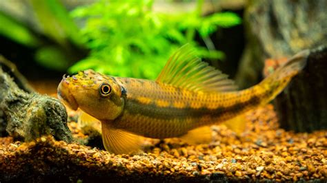 algae eater fish